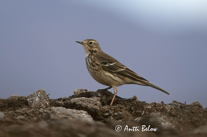 Avainsanat: Buff-bellied Pipit Pipit farlousane Pazifischer Wasserpieper Myrpiplerke Anthus rubescens Bisbita Americano Hedpiplärka Tuhkakirvinen