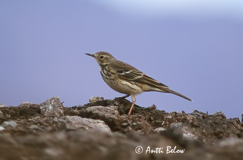 Avainsanat: Buff-bellied Pipit Pipit farlousane Pazifischer Wasserpieper Myrpiplerke Anthus rubescens Bisbita Americano Hedpiplärka Tuhkakirvinen