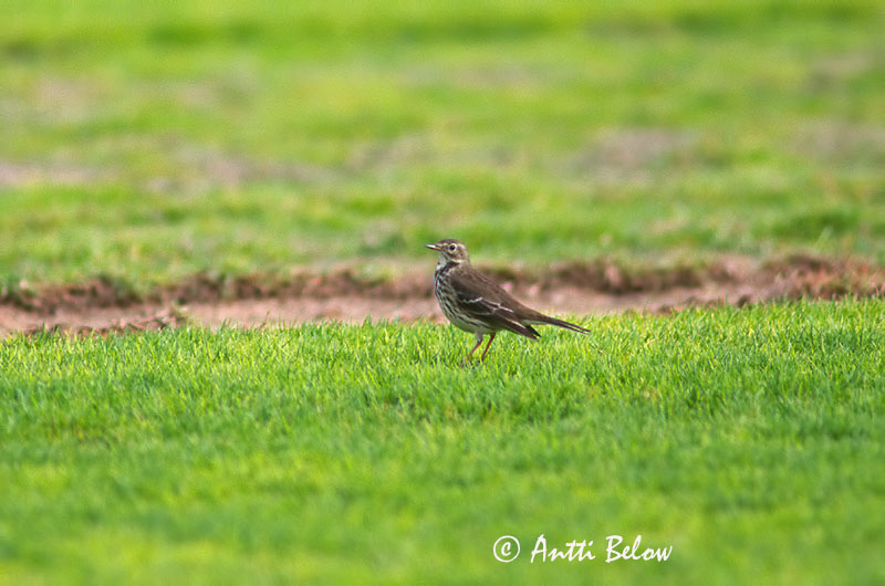 Avainsanat: Buff-bellied Pipit Pipit farlousane Pazifischer Wasserpieper Myrpiplerke Anthus rubescens Bisbita Americano Hedpiplärka Tuhkakirvinen
