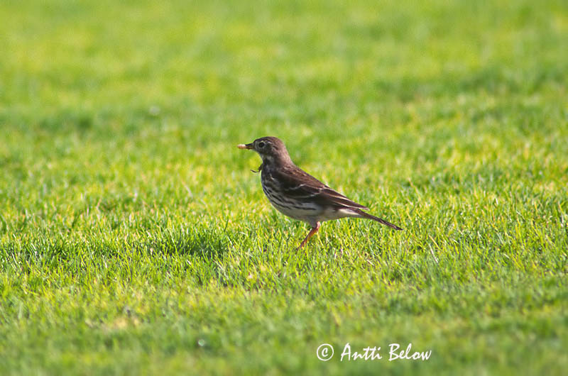 Avainsanat: Buff-bellied Pipit Pipit farlousane Pazifischer Wasserpieper Myrpiplerke Anthus rubescens Bisbita Americano Hedpiplärka Tuhkakirvinen