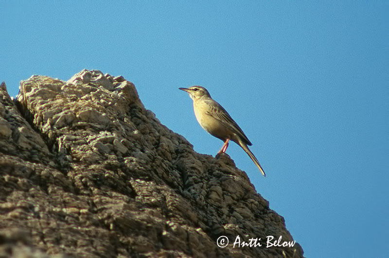 Avainsanat: Kalliokirvinen Langsnavelpieper Long-billed Pipit Pipit à long bec Langschnabelpieper Langnebbpiplerke Anthus similis Bisbita Campestre Asiático Långnäbbad piplärka