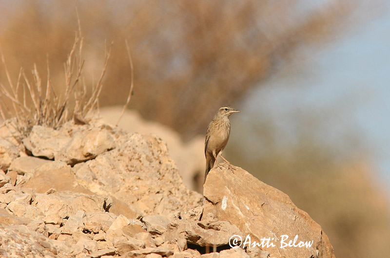 Avainsanat: Kalliokirvinen Langsnavelpieper Long-billed Pipit Pipit à long bec Langschnabelpieper Langnebbpiplerke Anthus similis Bisbita Campestre Asiático Långnäbbad piplärka