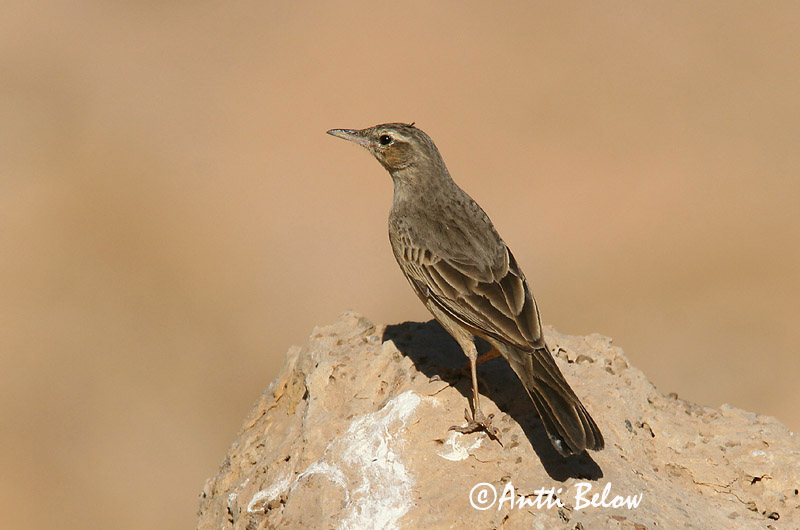 Avainsanat: Kalliokirvinen Langsnavelpieper Long-billed Pipit Pipit à long bec Langschnabelpieper Langnebbpiplerke Anthus similis Bisbita Campestre Asiático Långnäbbad piplärka