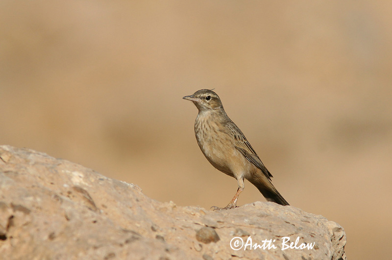 Avainsanat: Kalliokirvinen Langsnavelpieper Long-billed Pipit Pipit à long bec Langschnabelpieper Langnebbpiplerke Anthus similis Bisbita Campestre Asiático Långnäbbad piplärka