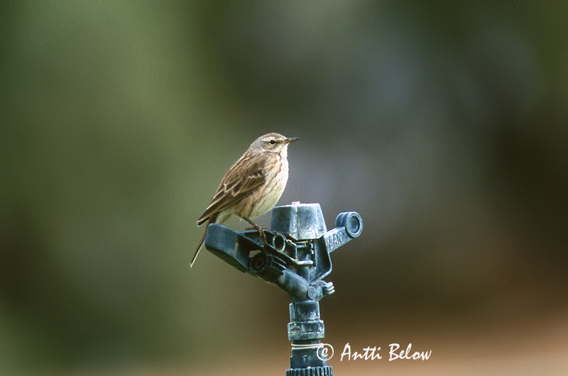 Avainsanat: Grasset de muntanya Skærpiber Waterpieper Water Pipit Vuorikirvinen Pipit spioncelle Bergpieper Wasserpieper Havasi pityer Bergtittlingur Vannpiplerke Petinha/-ribeirinha/-maritima Anthus spinoletta Bisbita Alpino Vattenpiplärka