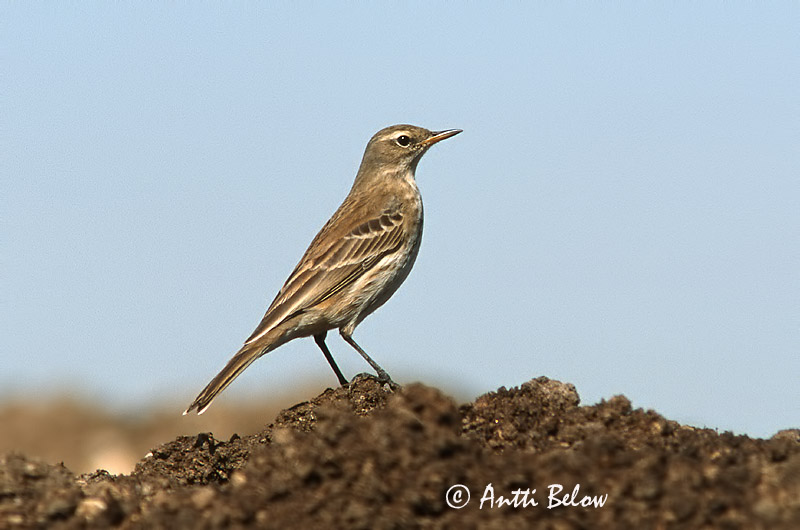 Avainsanat: Grasset de muntanya Skærpiber Waterpieper Water Pipit Vuorikirvinen Pipit spioncelle Bergpieper Wasserpieper Havasi pityer Bergtittlingur Vannpiplerke Petinha/-ribeirinha/-maritima Anthus spinoletta Bisbita Alpino Vattenpiplärka