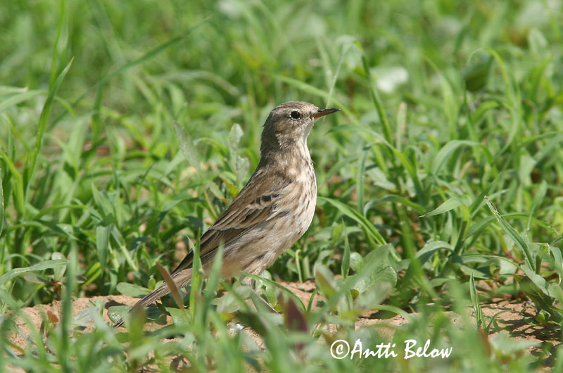 Avainsanat: Grasset de muntanya Skærpiber Waterpieper Water Pipit Vuorikirvinen Pipit spioncelle Bergpieper Wasserpieper Havasi pityer Bergtittlingur Vannpiplerke Petinha/-ribeirinha/-maritima Anthus spinoletta Bisbita Alpino Vattenpiplärka