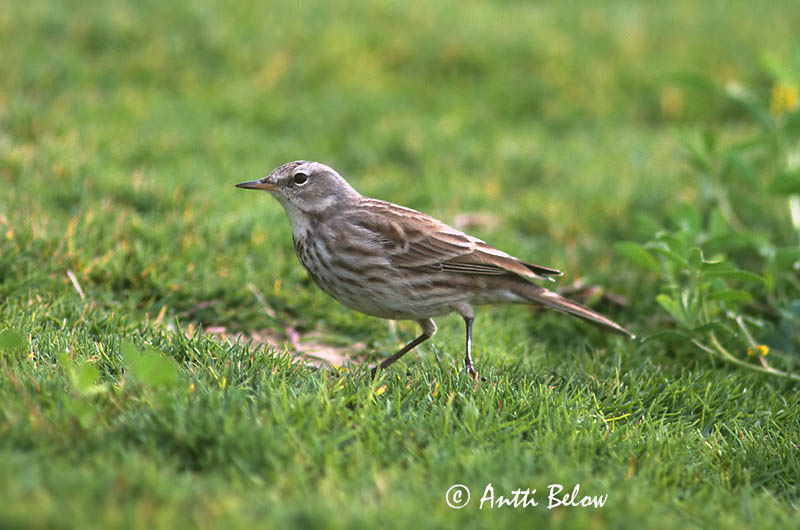 Avainsanat: Grasset de muntanya Skærpiber Waterpieper Water Pipit Vuorikirvinen Pipit spioncelle Bergpieper Wasserpieper Havasi pityer Bergtittlingur Vannpiplerke Petinha/-ribeirinha/-maritima Anthus spinoletta Bisbita Alpino Vattenpiplärka