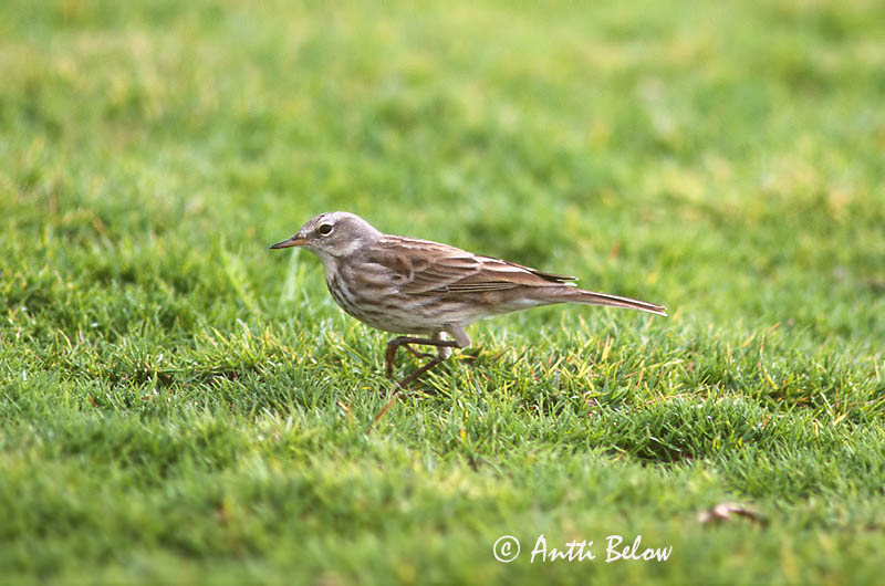Avainsanat: Grasset de muntanya Skærpiber Waterpieper Water Pipit Vuorikirvinen Pipit spioncelle Bergpieper Wasserpieper Havasi pityer Bergtittlingur Vannpiplerke Petinha/-ribeirinha/-maritima Anthus spinoletta Bisbita Alpino Vattenpiplärka