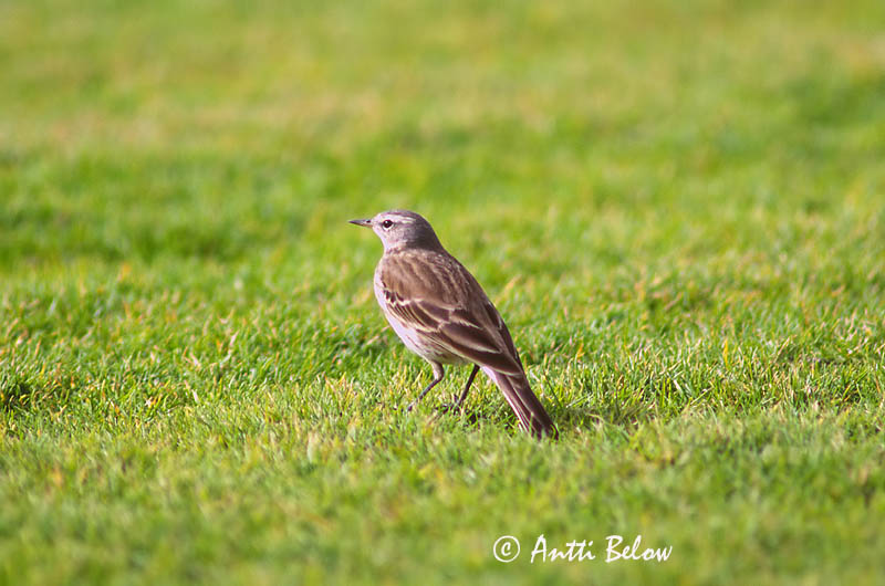 Avainsanat: Grasset de muntanya Skærpiber Waterpieper Water Pipit Vuorikirvinen Pipit spioncelle Bergpieper Wasserpieper Havasi pityer Bergtittlingur Vannpiplerke Petinha/-ribeirinha/-maritima Anthus spinoletta Bisbita Alpino Vattenpiplärka