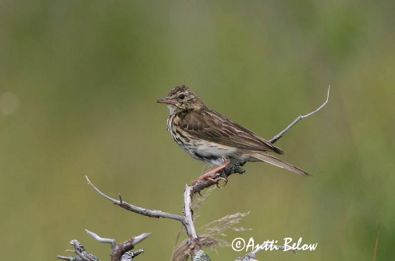 Avainsanat: Piula dels arbres Skovpiber Boompieper Tree Pipit Metskiur Metsäkirvinen Pipit des arbres Baumpieper Erdei pityer Trjátittlingur Trepiplerke Petinha-das-árvores Anthus trivialis Bisbita Arbóreo Trädpiplärka