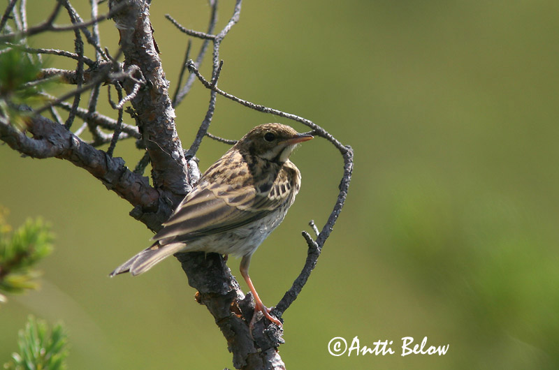 Avainsanat: Piula dels arbres Skovpiber Boompieper Tree Pipit Metskiur Metsäkirvinen Pipit des arbres Baumpieper Erdei pityer Trjátittlingur Trepiplerke Petinha-das-árvores Anthus trivialis Bisbita Arbóreo Trädpiplärka