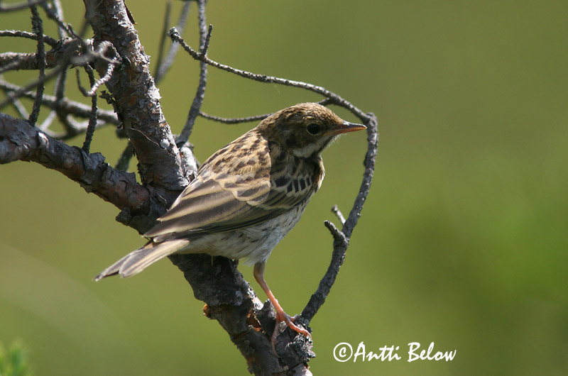 Avainsanat: Piula dels arbres Skovpiber Boompieper Tree Pipit Metskiur Metsäkirvinen Pipit des arbres Baumpieper Erdei pityer Trjátittlingur Trepiplerke Petinha-das-árvores Anthus trivialis Bisbita Arbóreo Trädpiplärka