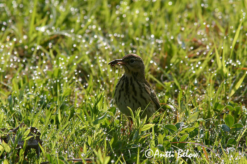 Avainsanat: Piula dels arbres Skovpiber Boompieper Tree Pipit Metskiur Metsäkirvinen Pipit des arbres Baumpieper Erdei pityer Trjátittlingur Trepiplerke Petinha-das-árvores Anthus trivialis Bisbita Arbóreo Trädpiplärka