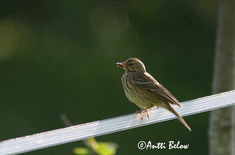Avainsanat: Piula dels arbres Skovpiber Boompieper Tree Pipit Metskiur Metsäkirvinen Pipit des arbres Baumpieper Erdei pityer Trjátittlingur Trepiplerke Petinha-das-árvores Anthus trivialis Bisbita Arbóreo Trädpiplärka