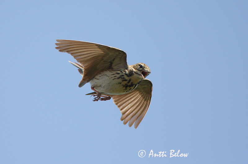 Avainsanat: Piula dels arbres Skovpiber Boompieper Tree Pipit Metskiur Metsäkirvinen Pipit des arbres Baumpieper Erdei pityer Trjátittlingur Trepiplerke Petinha-das-árvores Anthus trivialis Bisbita Arbóreo Trädpiplärka