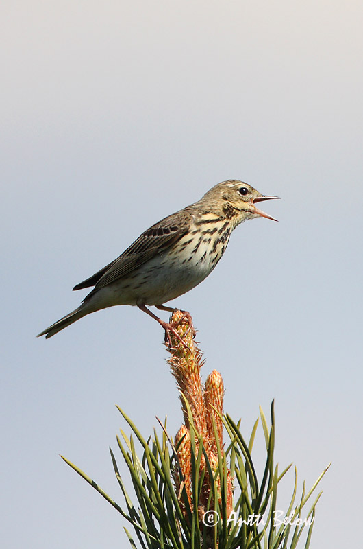 Avainsanat: Piula dels arbres Skovpiber Boompieper Tree Pipit Metskiur Metsäkirvinen Pipit des arbres Baumpieper Erdei pityer Trjátittlingur Trepiplerke Petinha-das-árvores Anthus trivialis Bisbita Arbóreo Trädpiplärka