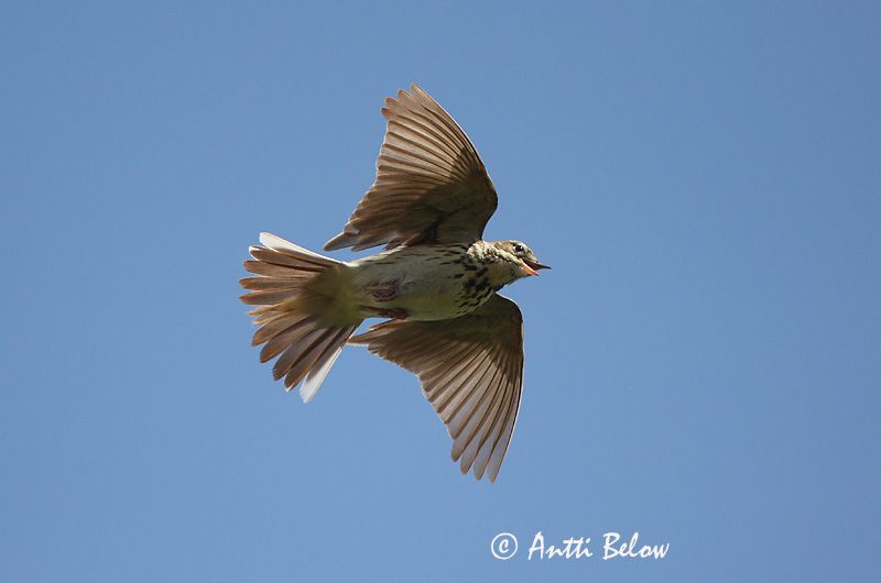 Avainsanat: Piula dels arbres Skovpiber Boompieper Tree Pipit Metskiur Metsäkirvinen Pipit des arbres Baumpieper Erdei pityer Trjátittlingur Trepiplerke Petinha-das-árvores Anthus trivialis Bisbita Arbóreo Trädpiplärka