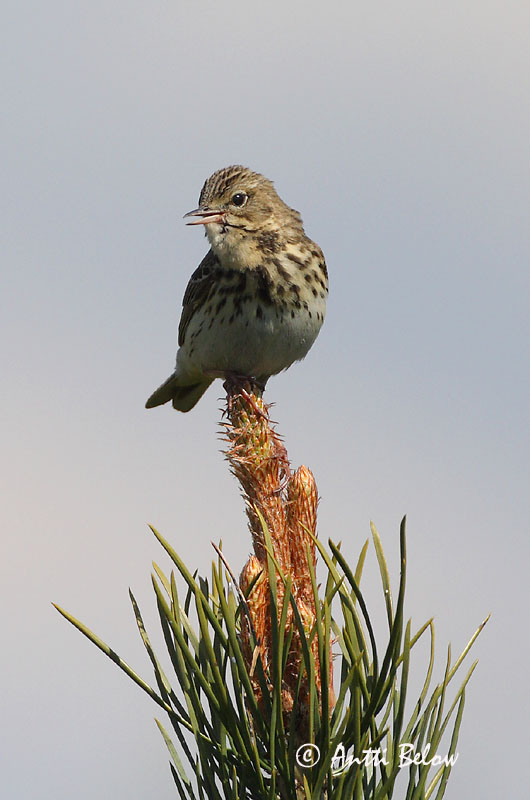 Avainsanat: Piula dels arbres Skovpiber Boompieper Tree Pipit Metskiur Metsäkirvinen Pipit des arbres Baumpieper Erdei pityer Trjátittlingur Trepiplerke Petinha-das-árvores Anthus trivialis Bisbita Arbóreo Trädpiplärka