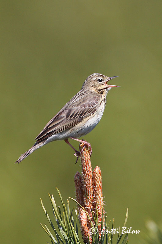 Avainsanat: Piula dels arbres Skovpiber Boompieper Tree Pipit Metskiur Metsäkirvinen Pipit des arbres Baumpieper Erdei pityer Trjátittlingur Trepiplerke Petinha-das-árvores Anthus trivialis Bisbita Arbóreo Trädpiplärka