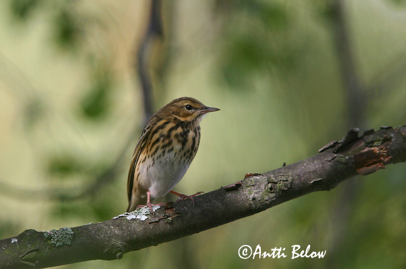 Avainsanat: Piula dels arbres Skovpiber Boompieper Tree Pipit Metskiur Metsäkirvinen Pipit des arbres Baumpieper Erdei pityer Trjátittlingur Trepiplerke Petinha-das-árvores Anthus trivialis Bisbita Arbóreo Trädpiplärka