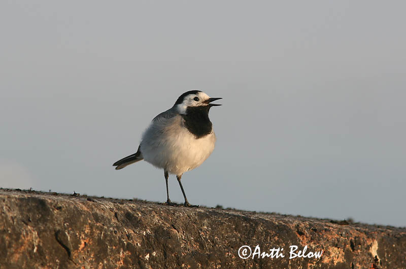 Avainsanat: Cuereta blanca Hvid vipstjert Witte kwikstaart White Wagtail Linavästrik Västäräkki Bergeronnette grise Bachstelze Barázdabillegeto Maríuerla Linerle Alvéola-branca Motacilla alba Lavandera Blanca Común Sädesärla