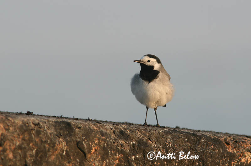 Avainsanat: Cuereta blanca Hvid vipstjert Witte kwikstaart White Wagtail Linavästrik Västäräkki Bergeronnette grise Bachstelze Barázdabillegeto Maríuerla Linerle Alvéola-branca Motacilla alba Lavandera Blanca Común Sädesärla