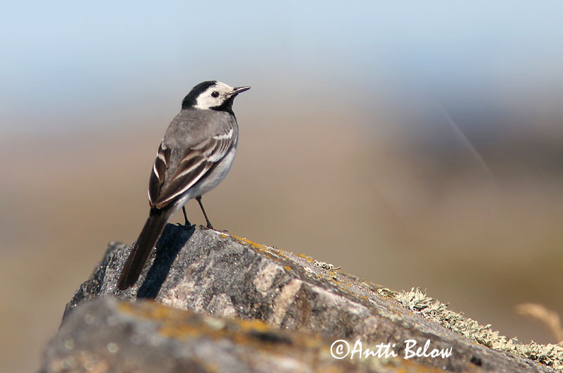 Avainsanat: Cuereta blanca Hvid vipstjert Witte kwikstaart White Wagtail Linavästrik Västäräkki Bergeronnette grise Bachstelze Barázdabillegeto Maríuerla Linerle Alvéola-branca Motacilla alba Lavandera Blanca Común Sädesärla