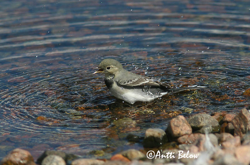 Avainsanat: Cuereta blanca Hvid vipstjert Witte kwikstaart White Wagtail Linavästrik Västäräkki Bergeronnette grise Bachstelze Barázdabillegeto Maríuerla Linerle Alvéola-branca Motacilla alba Lavandera Blanca Común Sädesärla