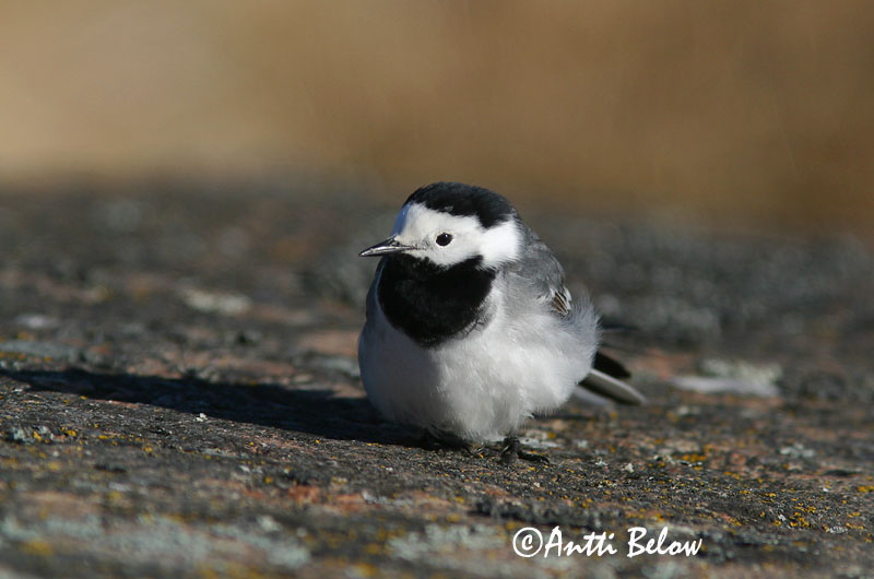 Avainsanat: Cuereta blanca Hvid vipstjert Witte kwikstaart White Wagtail Linavästrik Västäräkki Bergeronnette grise Bachstelze Barázdabillegeto Maríuerla Linerle Alvéola-branca Motacilla alba Lavandera Blanca Común Sädesärla