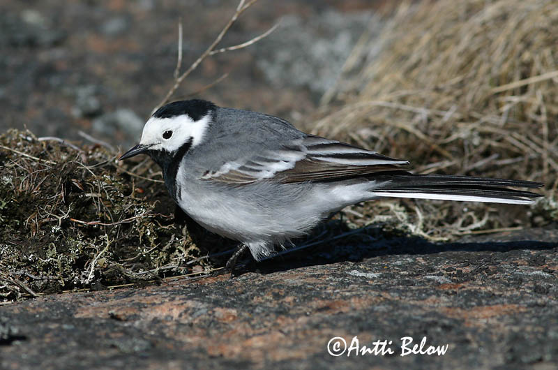 Avainsanat: Cuereta blanca Hvid vipstjert Witte kwikstaart White Wagtail Linavästrik Västäräkki Bergeronnette grise Bachstelze Barázdabillegeto Maríuerla Linerle Alvéola-branca Motacilla alba Lavandera Blanca Común Sädesärla