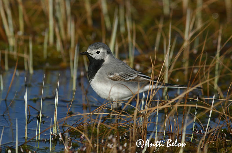 Avainsanat: Cuereta blanca Hvid vipstjert Witte kwikstaart White Wagtail Linavästrik Västäräkki Bergeronnette grise Bachstelze Barázdabillegeto Maríuerla Linerle Alvéola-branca Motacilla alba Lavandera Blanca Común Sädesärla