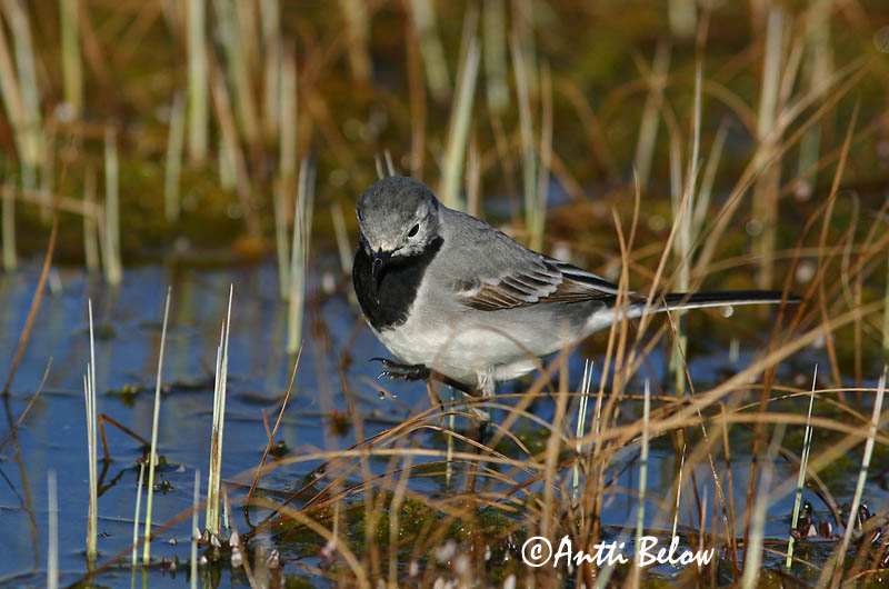 Avainsanat: Cuereta blanca Hvid vipstjert Witte kwikstaart White Wagtail Linavästrik Västäräkki Bergeronnette grise Bachstelze Barázdabillegeto Maríuerla Linerle Alvéola-branca Motacilla alba Lavandera Blanca Común Sädesärla