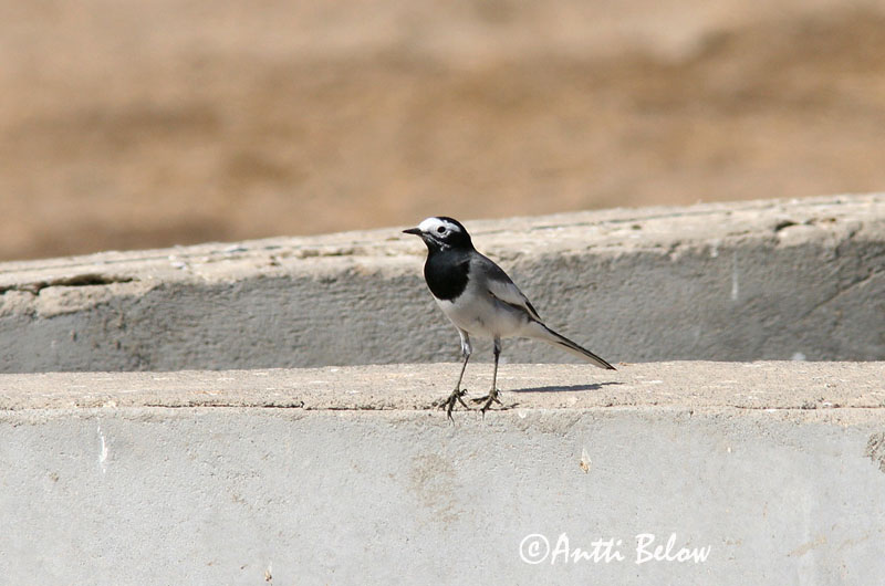 Avainsanat: Cuereta blanca Hvid vipstjert Witte kwikstaart White Wagtail Linavästrik Västäräkki Bergeronnette grise Bachstelze Barázdabillegeto Maríuerla Linerle Alvéola-branca Motacilla alba Lavandera Blanca Común Sädesärla