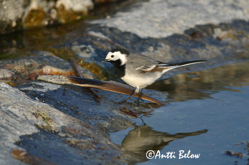 Avainsanat: Cuereta blanca Hvid vipstjert Witte kwikstaart White Wagtail Linavästrik Västäräkki Bergeronnette grise Bachstelze Barázdabillegeto Maríuerla Linerle Alvéola-branca Motacilla alba Lavandera Blanca Común Sädesärla