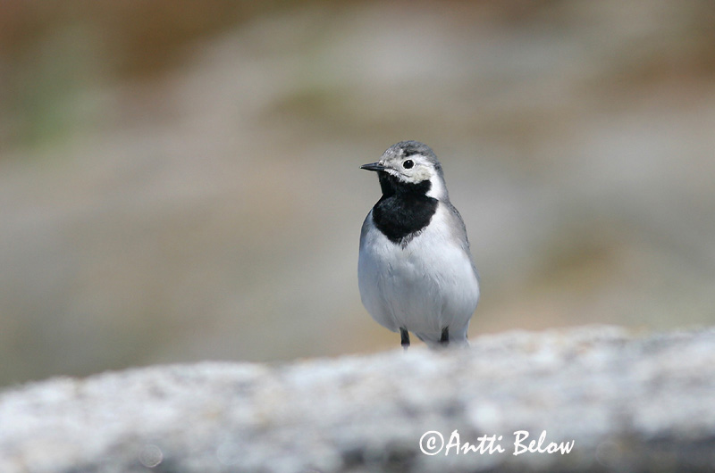 Avainsanat: Cuereta blanca Hvid vipstjert Witte kwikstaart White Wagtail Linavästrik Västäräkki Bergeronnette grise Bachstelze Barázdabillegeto Maríuerla Linerle Alvéola-branca Motacilla alba Lavandera Blanca Común Sädesärla