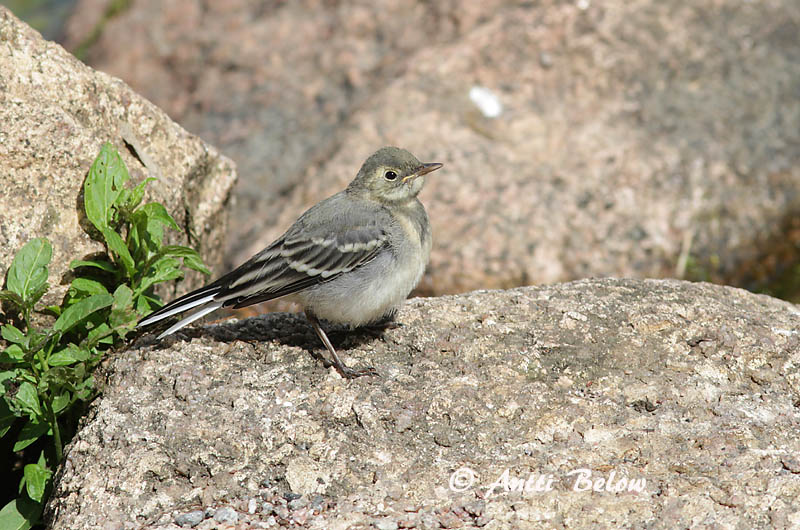 Avainsanat: Cuereta blanca Hvid vipstjert Witte kwikstaart White Wagtail Linavästrik Västäräkki Bergeronnette grise Bachstelze Barázdabillegeto Maríuerla Linerle Alvéola-branca Motacilla alba Lavandera Blanca Común Sädesärla