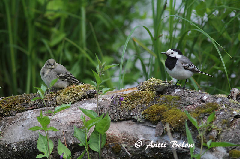 Avainsanat: Cuereta blanca Hvid vipstjert Witte kwikstaart White Wagtail Linavästrik Västäräkki Bergeronnette grise Bachstelze Barázdabillegeto Maríuerla Linerle Alvéola-branca Motacilla alba Lavandera Blanca Común Sädesärla