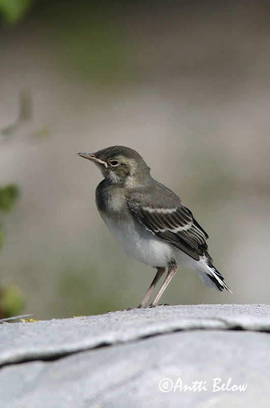 Avainsanat: Cuereta blanca Hvid vipstjert Witte kwikstaart White Wagtail Linavästrik Västäräkki Bergeronnette grise Bachstelze Barázdabillegeto Maríuerla Linerle Alvéola-branca Motacilla alba Lavandera Blanca Común Sädesärla