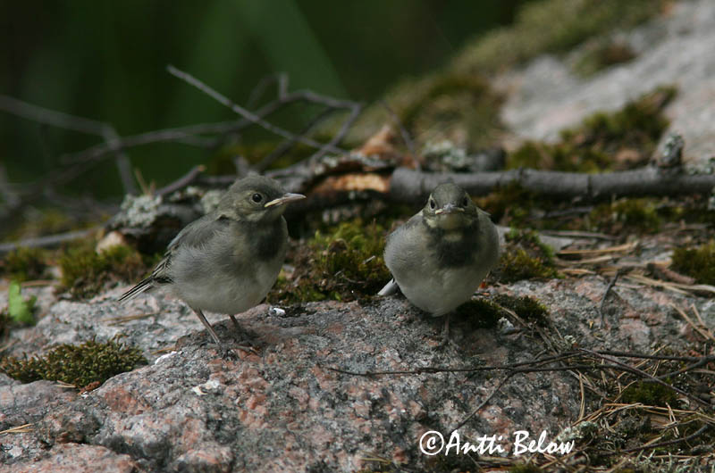 Avainsanat: Cuereta blanca Hvid vipstjert Witte kwikstaart White Wagtail Linavästrik Västäräkki Bergeronnette grise Bachstelze Barázdabillegeto Maríuerla Linerle Alvéola-branca Motacilla alba Lavandera Blanca Común Sädesärla