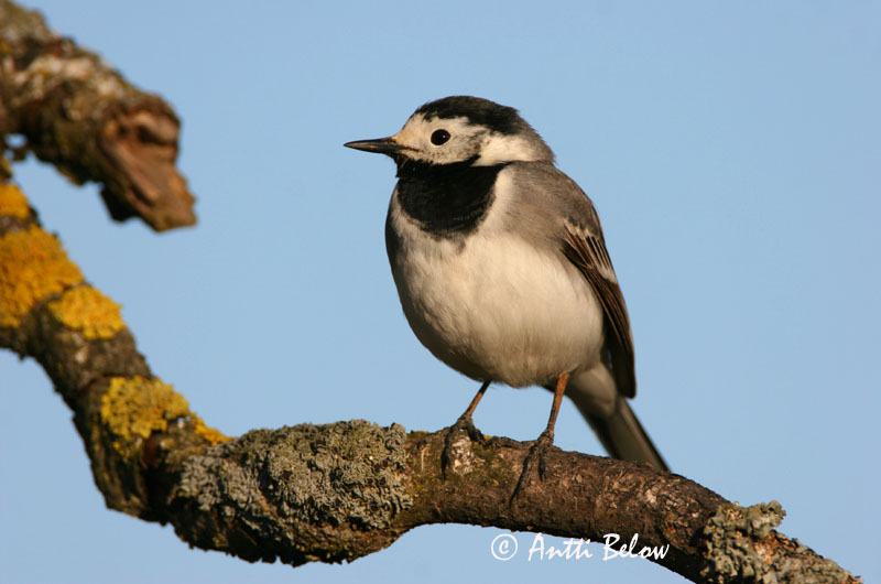 Avainsanat: Cuereta blanca Hvid vipstjert Witte kwikstaart White Wagtail Linavästrik Västäräkki Bergeronnette grise Bachstelze Barázdabillegeto Maríuerla Linerle Alvéola-branca Motacilla alba Lavandera Blanca Común Sädesärla