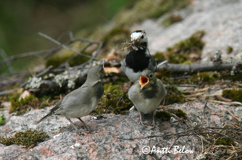 Avainsanat: Cuereta blanca Hvid vipstjert Witte kwikstaart White Wagtail Linavästrik Västäräkki Bergeronnette grise Bachstelze Barázdabillegeto Maríuerla Linerle Alvéola-branca Motacilla alba Lavandera Blanca Común Sädesärla