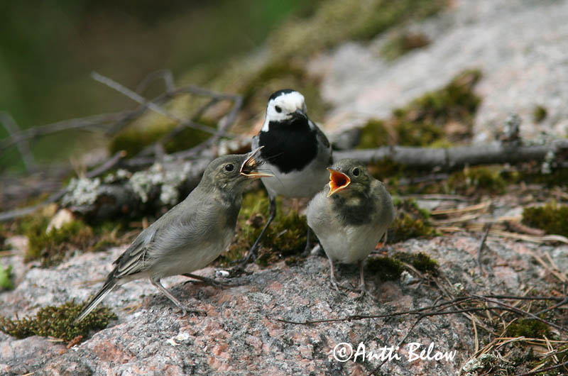 Avainsanat: Cuereta blanca Hvid vipstjert Witte kwikstaart White Wagtail Linavästrik Västäräkki Bergeronnette grise Bachstelze Barázdabillegeto Maríuerla Linerle Alvéola-branca Motacilla alba Lavandera Blanca Común Sädesärla