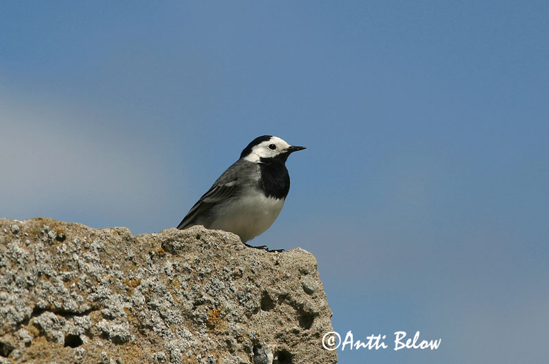 Avainsanat: Cuereta blanca Hvid vipstjert Witte kwikstaart White Wagtail Linavästrik Västäräkki Bergeronnette grise Bachstelze Barázdabillegeto Maríuerla Linerle Alvéola-branca Motacilla alba Lavandera Blanca Común Sädesärla