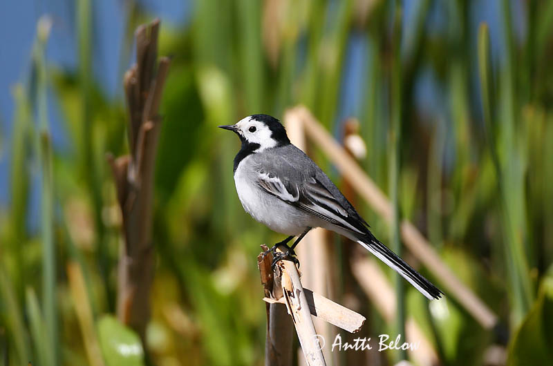 Avainsanat: Cuereta blanca Hvid vipstjert Witte kwikstaart White Wagtail Linavästrik Västäräkki Bergeronnette grise Bachstelze Barázdabillegeto Maríuerla Linerle Alvéola-branca Motacilla alba Lavandera Blanca Común Sädesärla