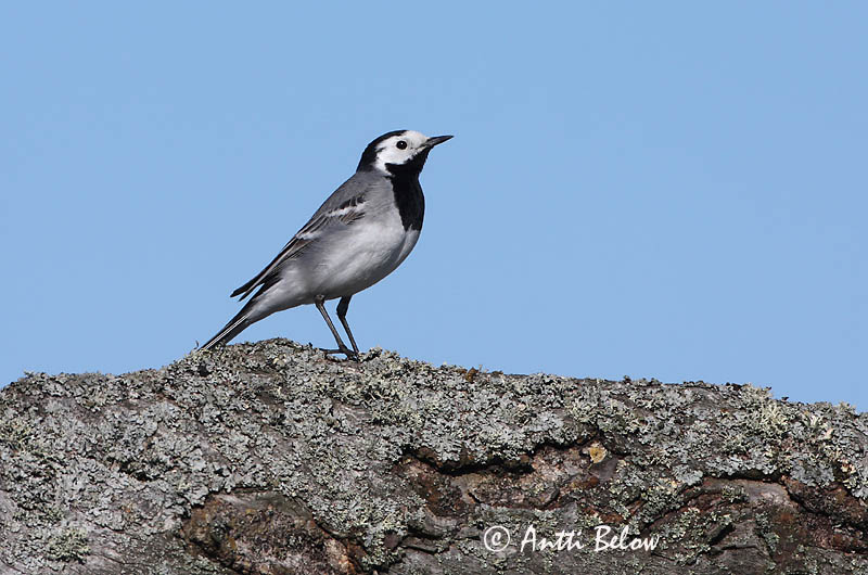Avainsanat: Cuereta blanca Hvid vipstjert Witte kwikstaart White Wagtail Linavästrik Västäräkki Bergeronnette grise Bachstelze Barázdabillegeto Maríuerla Linerle Alvéola-branca Motacilla alba Lavandera Blanca Común Sädesärla