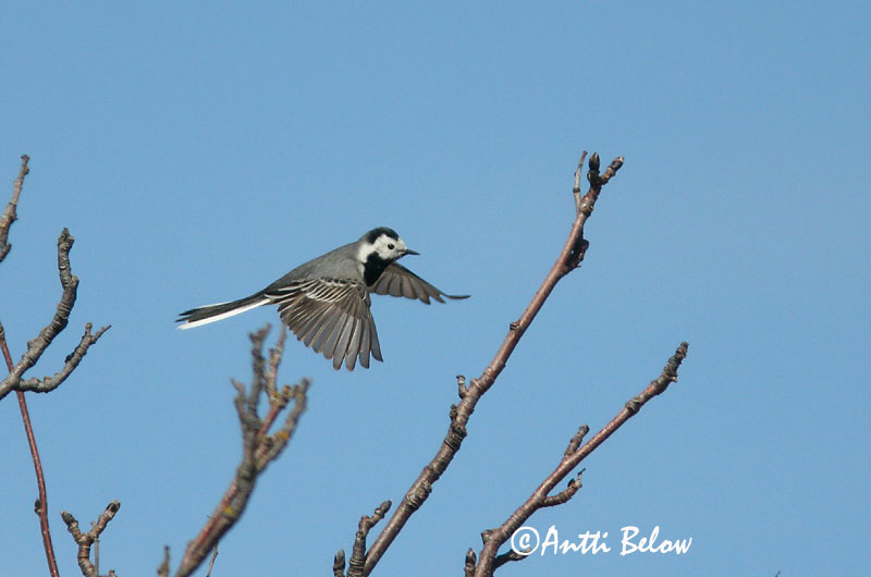 Avainsanat: Cuereta blanca Hvid vipstjert Witte kwikstaart White Wagtail Linavästrik Västäräkki Bergeronnette grise Bachstelze Barázdabillegeto Maríuerla Linerle Alvéola-branca Motacilla alba Lavandera Blanca Común Sädesärla