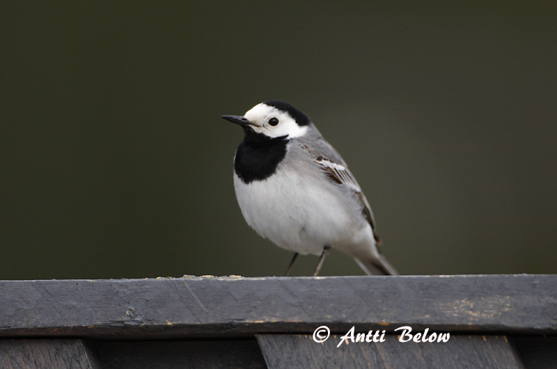 Avainsanat: Cuereta blanca Hvid vipstjert Witte kwikstaart White Wagtail Linavästrik Västäräkki Bergeronnette grise Bachstelze Barázdabillegeto Maríuerla Linerle Alvéola-branca Motacilla alba Lavandera Blanca Común Sädesärla