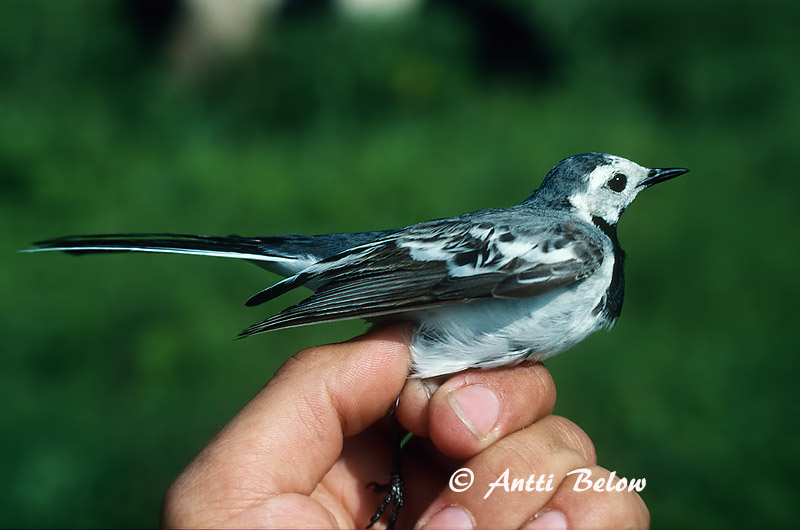 Siberia Yenisej
baikalensis
Avainsanat: Cuereta blanca Hvid vipstjert Witte kwikstaart White Wagtail Linavästrik Västäräkki Bergeronnette grise Bachstelze Barázdabillegeto Maríuerla Linerle Alvéola-branca Motacilla alba Lavandera Blanca Común Sädesärla
