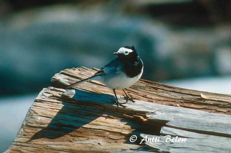 Siberia Yenisej
personata
Avainsanat: Cuereta blanca Hvid vipstjert Witte kwikstaart White Wagtail Linavästrik Västäräkki Bergeronnette grise Bachstelze Barázdabillegeto Maríuerla Linerle Alvéola-branca Motacilla alba Lavandera Blanca Común Sädesärla